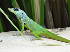 Anolidae