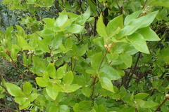 Rhododendron mariesii