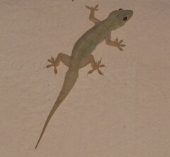 Hemidactylus flaviviridis