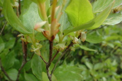 Rhododendron mariesii