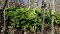 Polypodium cambricum