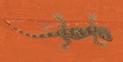 Hemidactylus leschenaultii