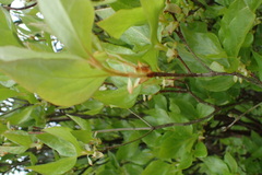 Rhododendron mariesii