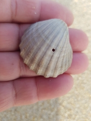 Acanthocardia paucicostata
