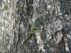 Anolidae