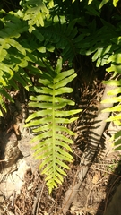 Polypodium cambricum