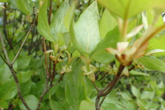 Rhododendron mariesii