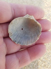 Acanthocardia paucicostata
