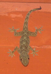 Hemidactylus leschenaultii
