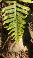 Polypodium cambricum