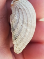 Acanthocardia paucicostata