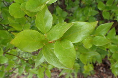Rhododendron mariesii