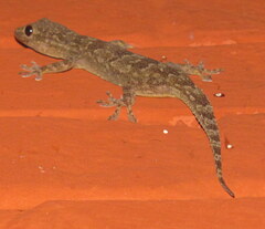 Hemidactylus leschenaultii
