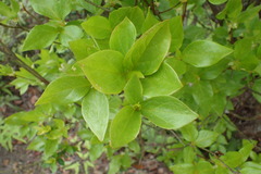 Rhododendron mariesii