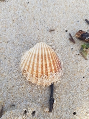 Acanthocardia tuberculata