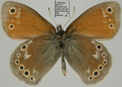 Coenonympha tullia