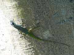 Anolidae