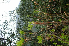 Rhododendron mariesii