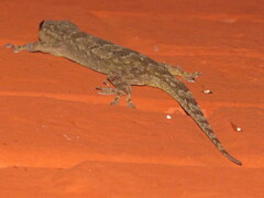 Hemidactylus leschenaultii