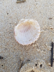 Acanthocardia tuberculata