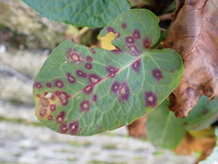 Ramularia rubella