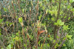 Rhododendron mariesii