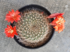 Rebutia