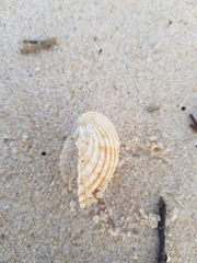 Acanthocardia tuberculata