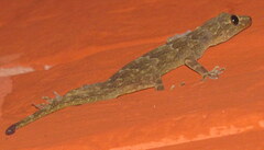Hemidactylus leschenaultii