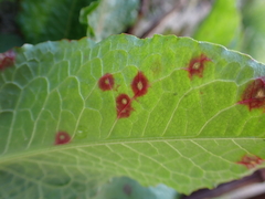 Ramularia rubella