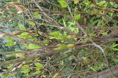 Rhododendron mariesii