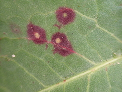Ramularia rubella