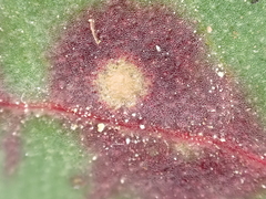 Ramularia rubella