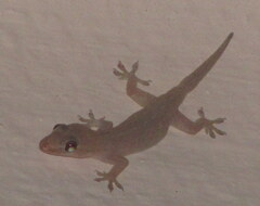 Hemidactylus flaviviridis