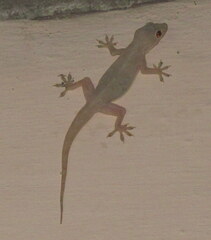 Hemidactylus flaviviridis