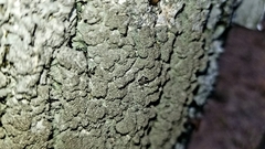 Hyperphyscia syncolla