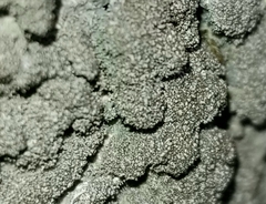 Hyperphyscia syncolla