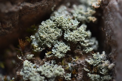 Cladonia strepsilis
