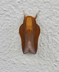 Cicia crocata