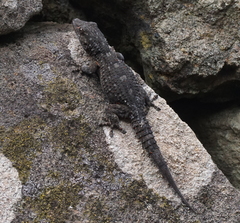 Tarentola delalandii