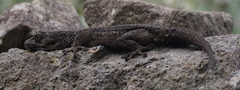 Tarentola delalandii