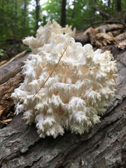 Hericium coralloides