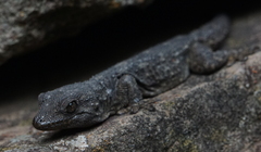 Tarentola delalandii