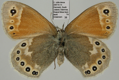 Coenonympha tullia