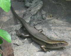 Eutropis multifasciata
