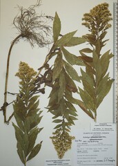 Solidago lepida salebrosa
