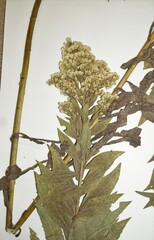 Solidago lepida salebrosa