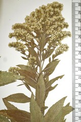 Solidago lepida salebrosa