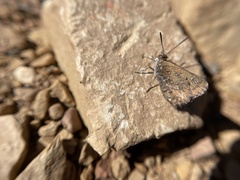 Aloeides thyra thyra