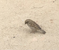 Passer hispaniolensis